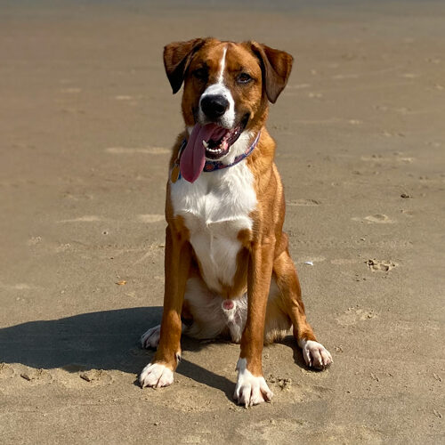 Theo on the beach